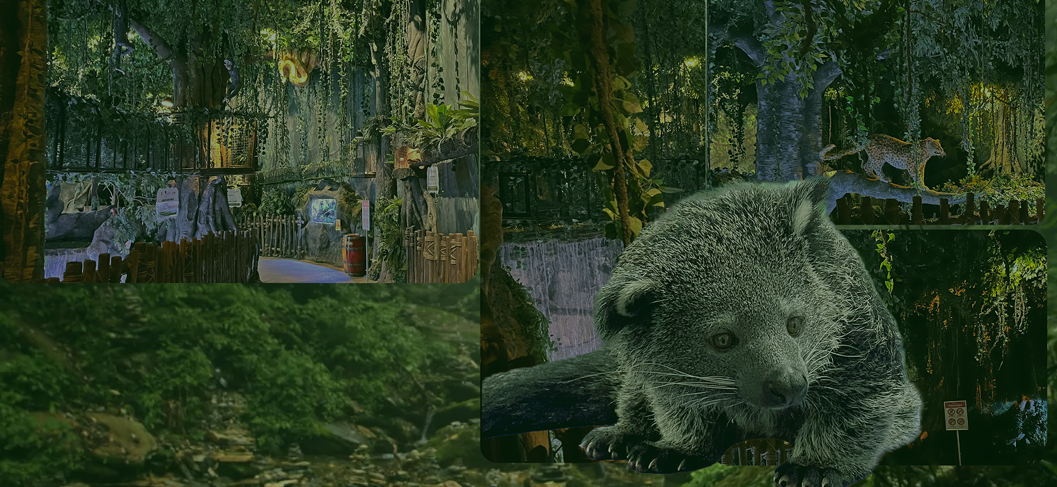 Jelajahi Keajaiban Hutan Hujan Kalimantan!