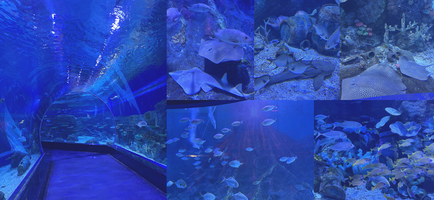 Berjalan di Bawah keindahan Samudra