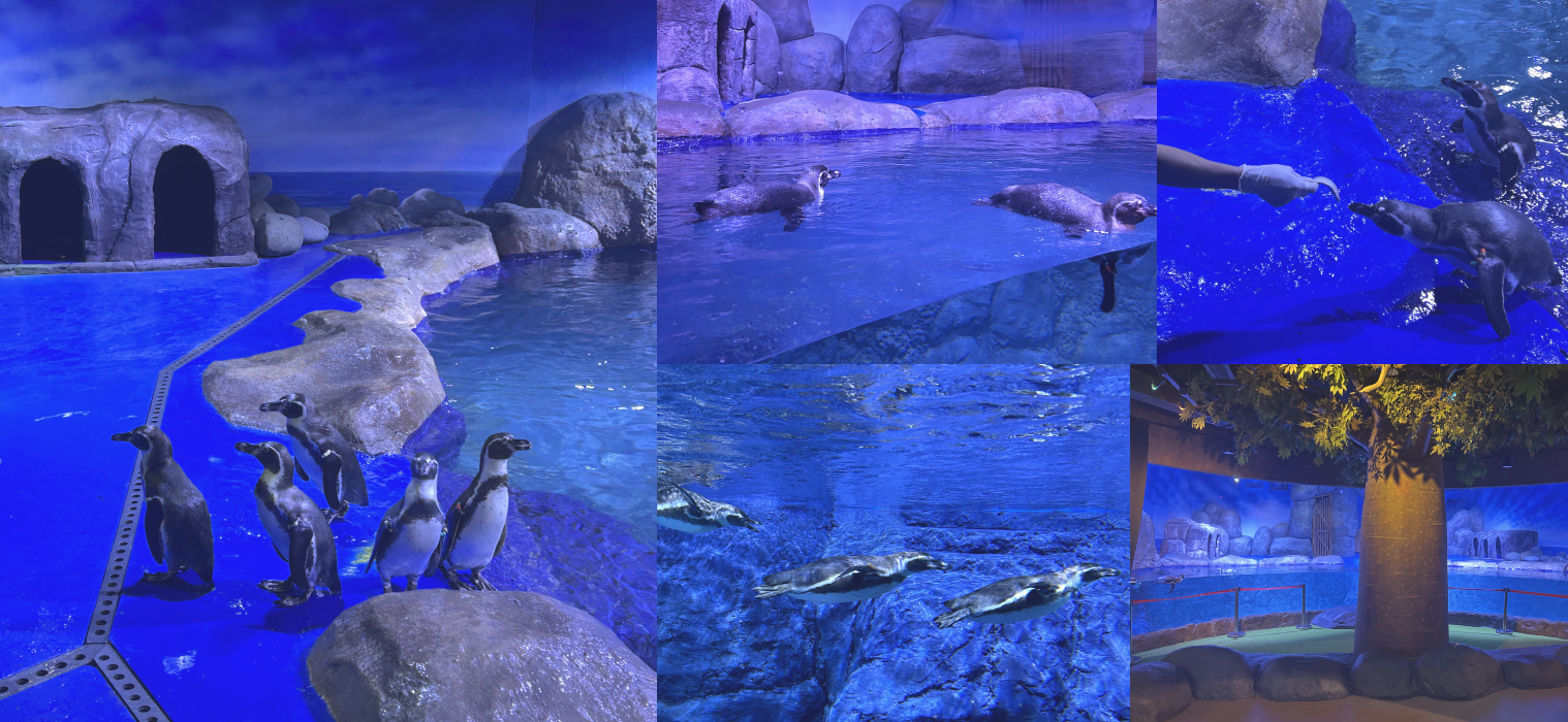 Kenalan dengan Para Penguin!