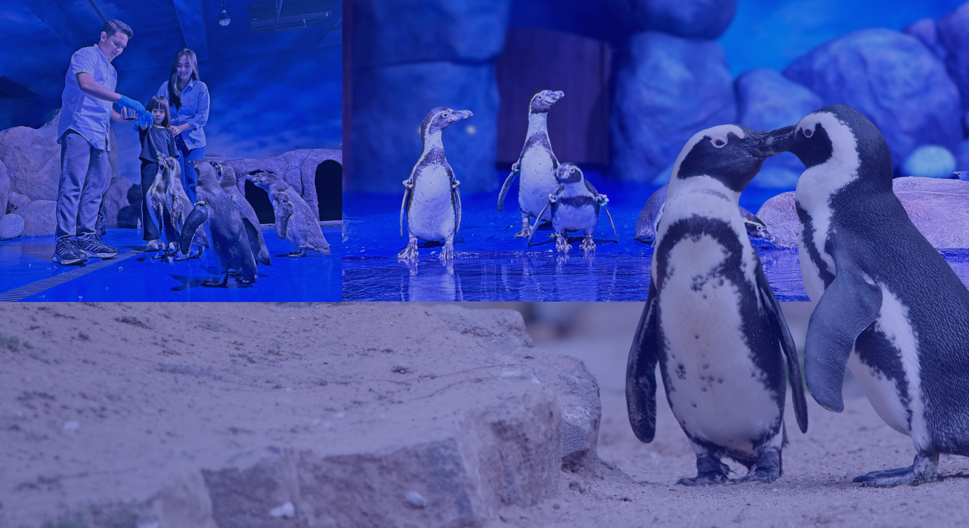 Kenalan dengan Para Penguin!