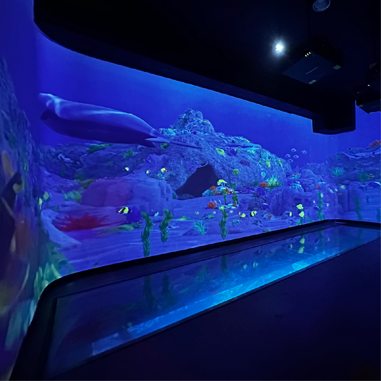 Shark Path