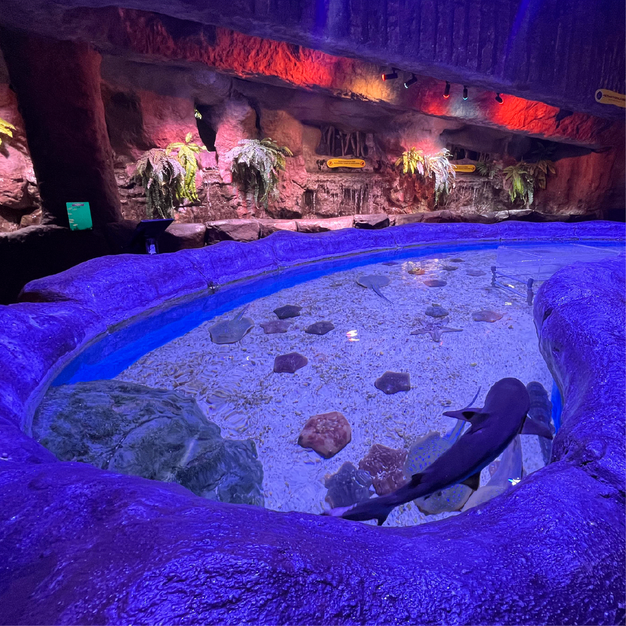 Touch Pool