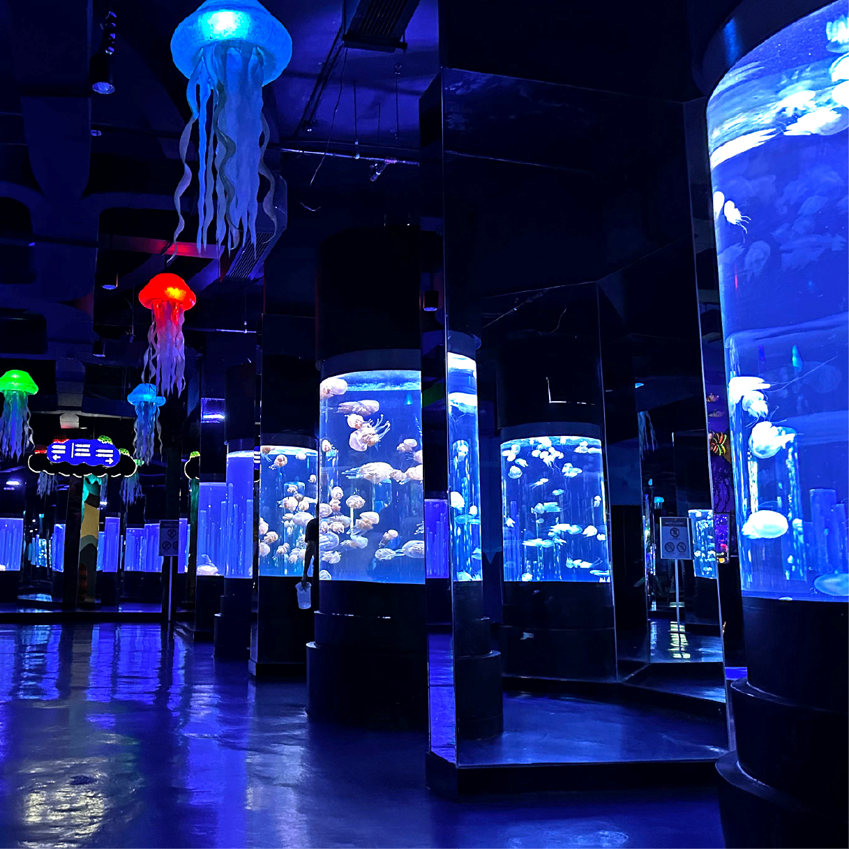 Jellyfish