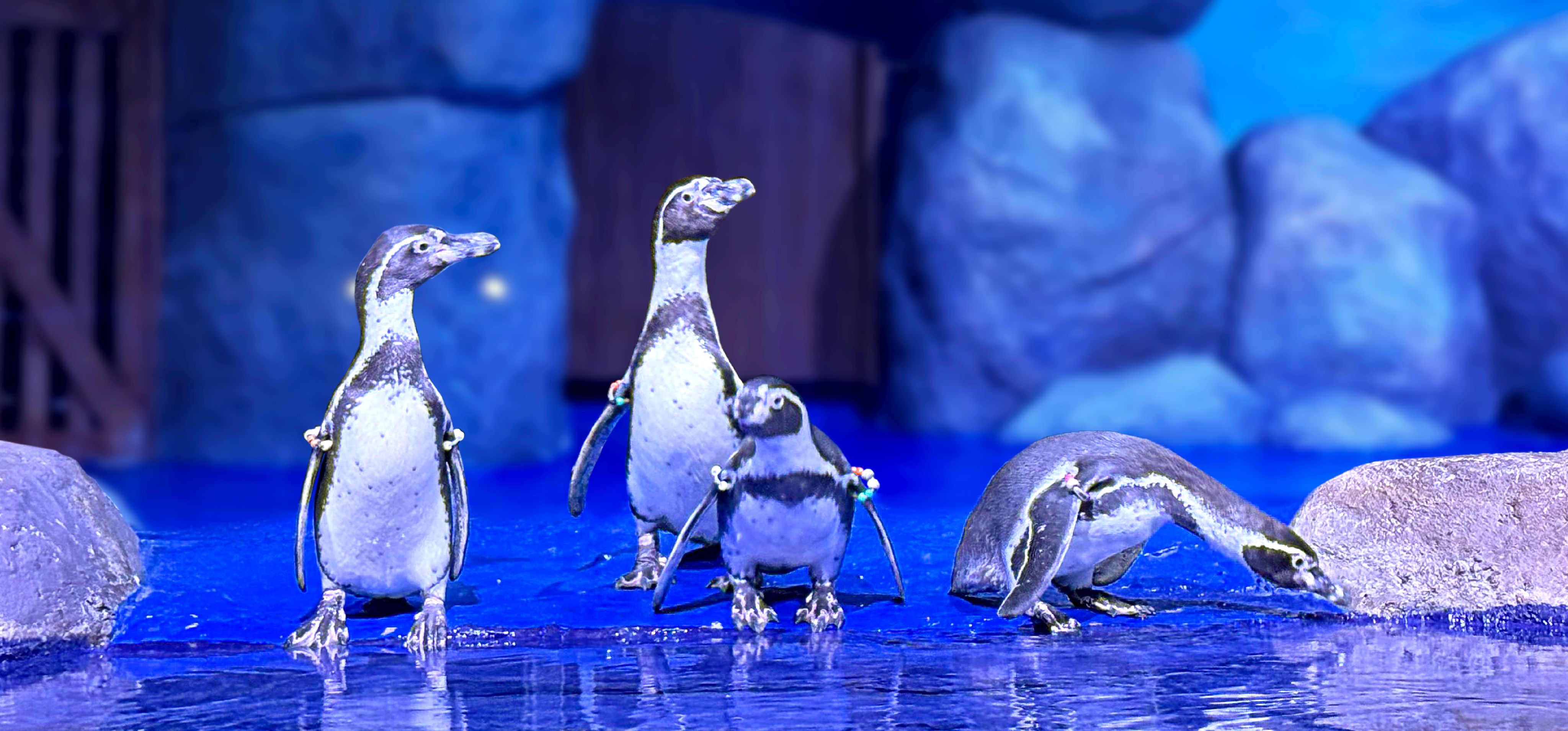 Ruma Pengu 