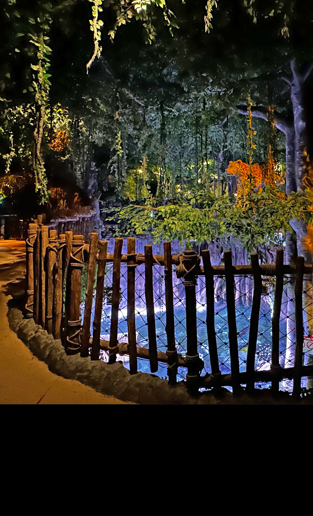 Rainforest