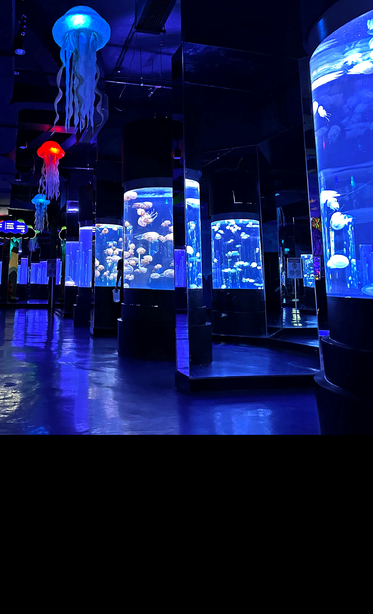 Jellyfish