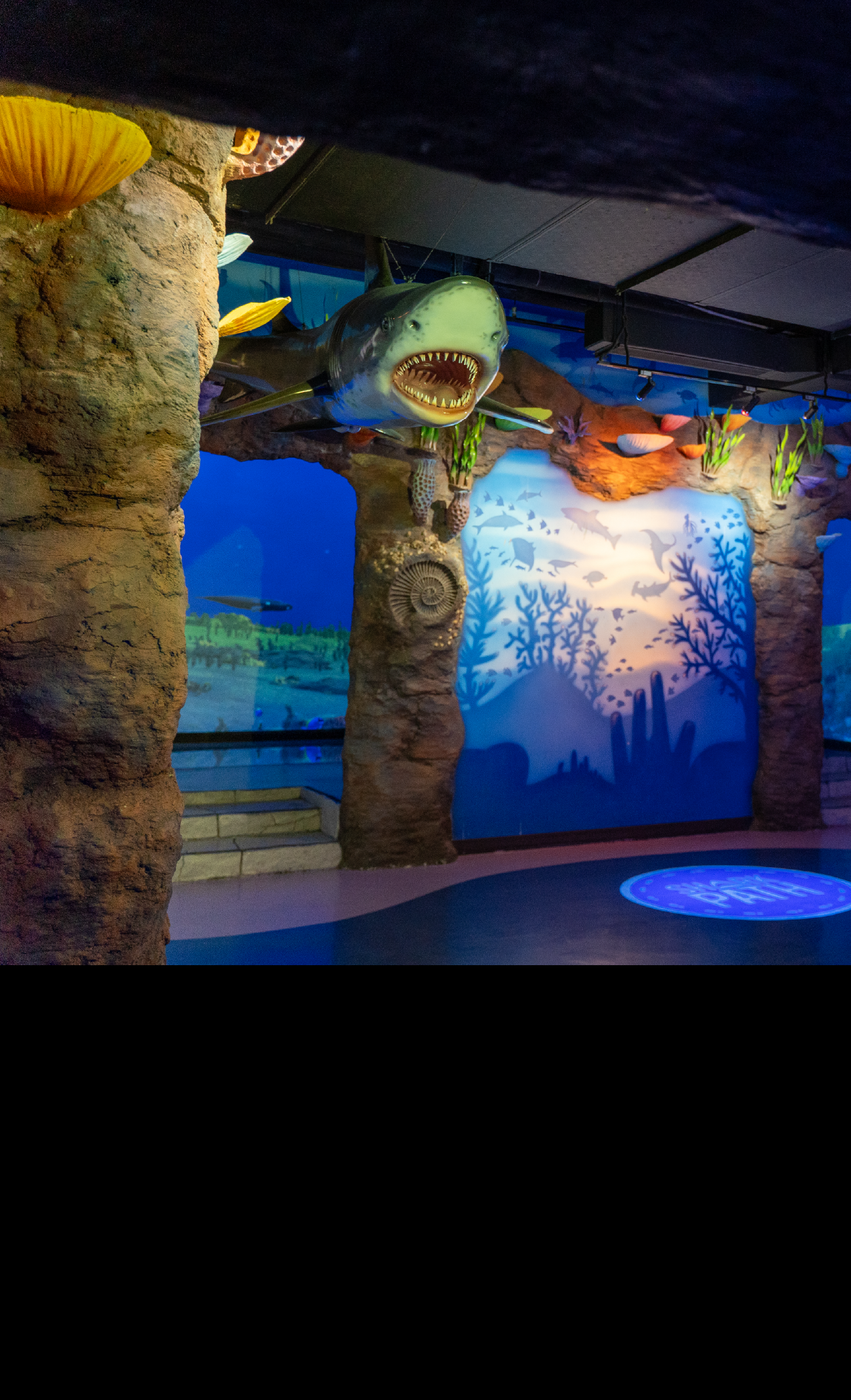 Shark Path