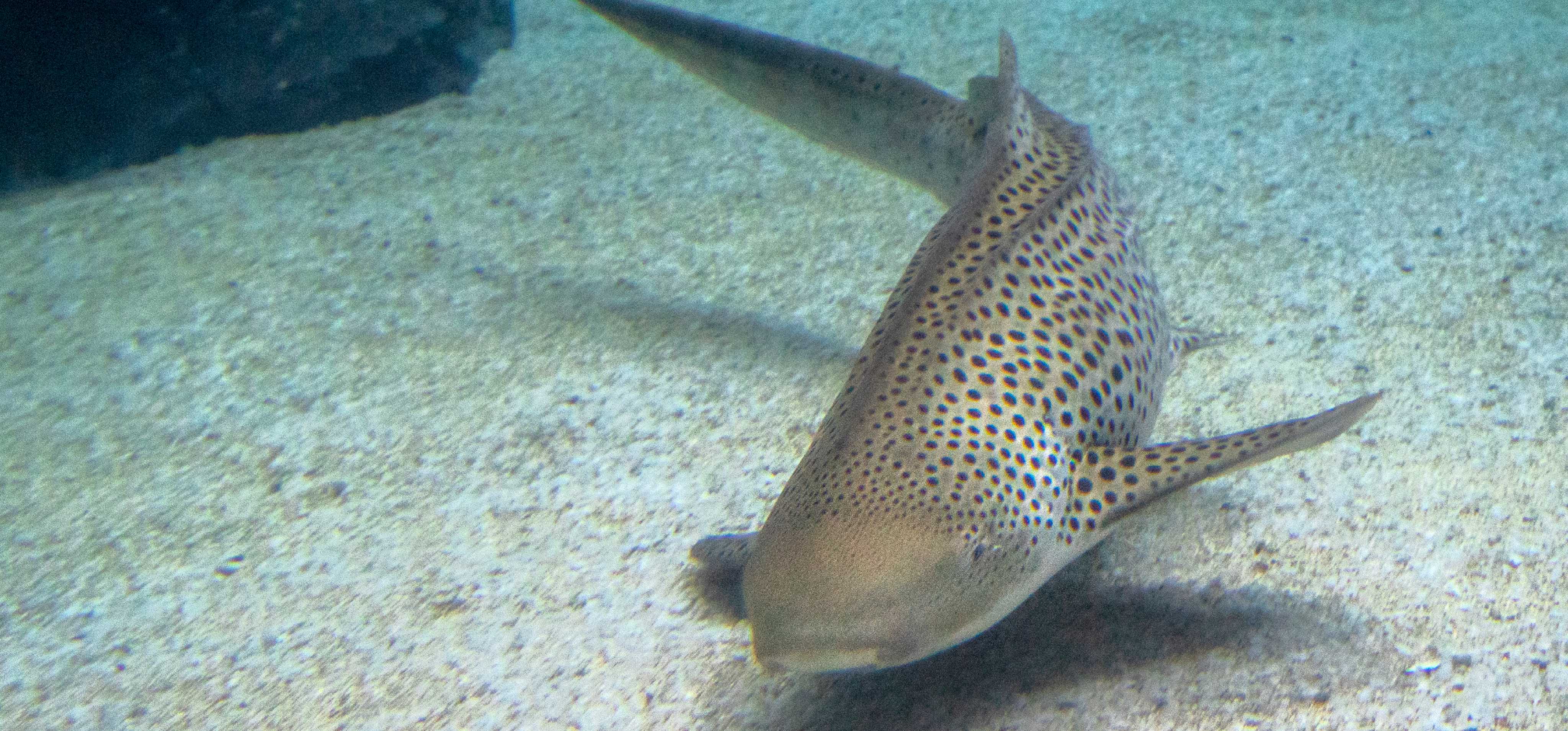Leopard Shark