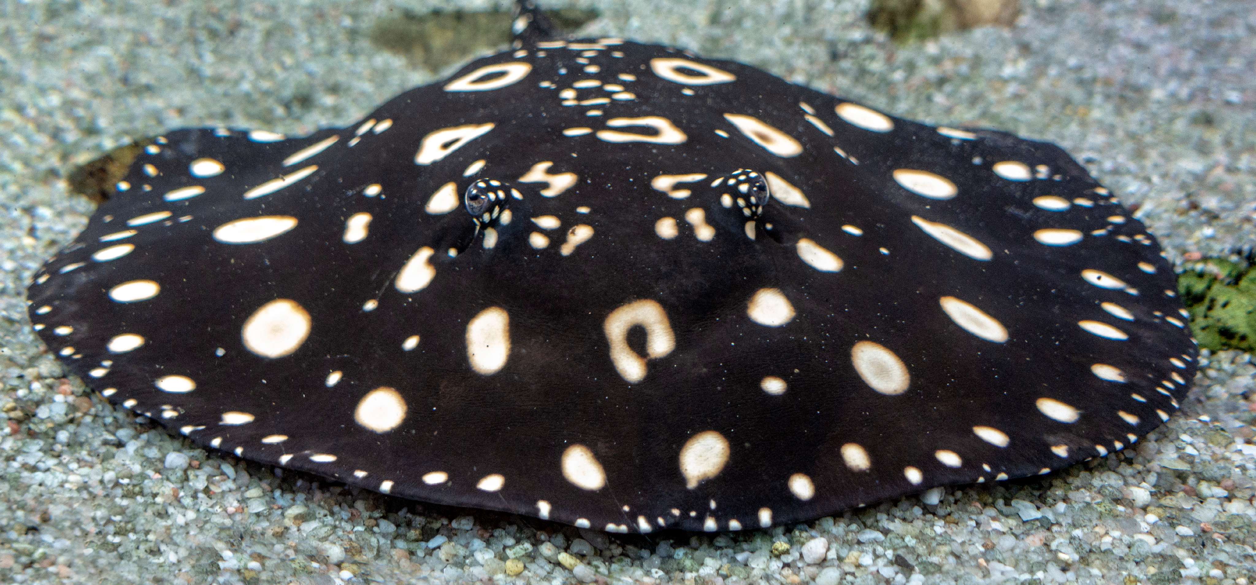 Black Diamond Ray