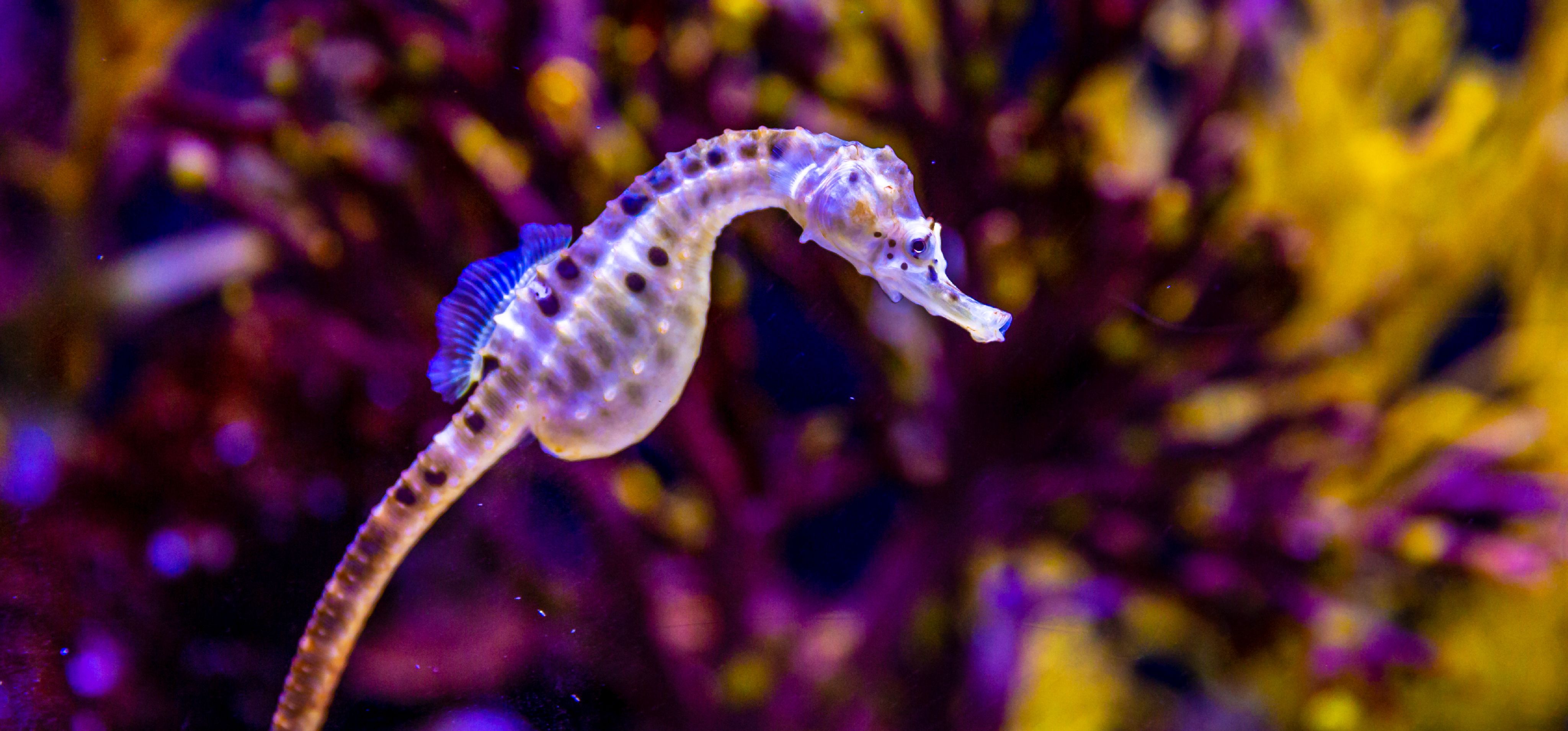 Big Bellied Seahorses