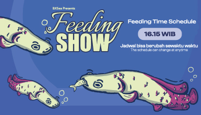 ARAPAIMA FEEDING TIME