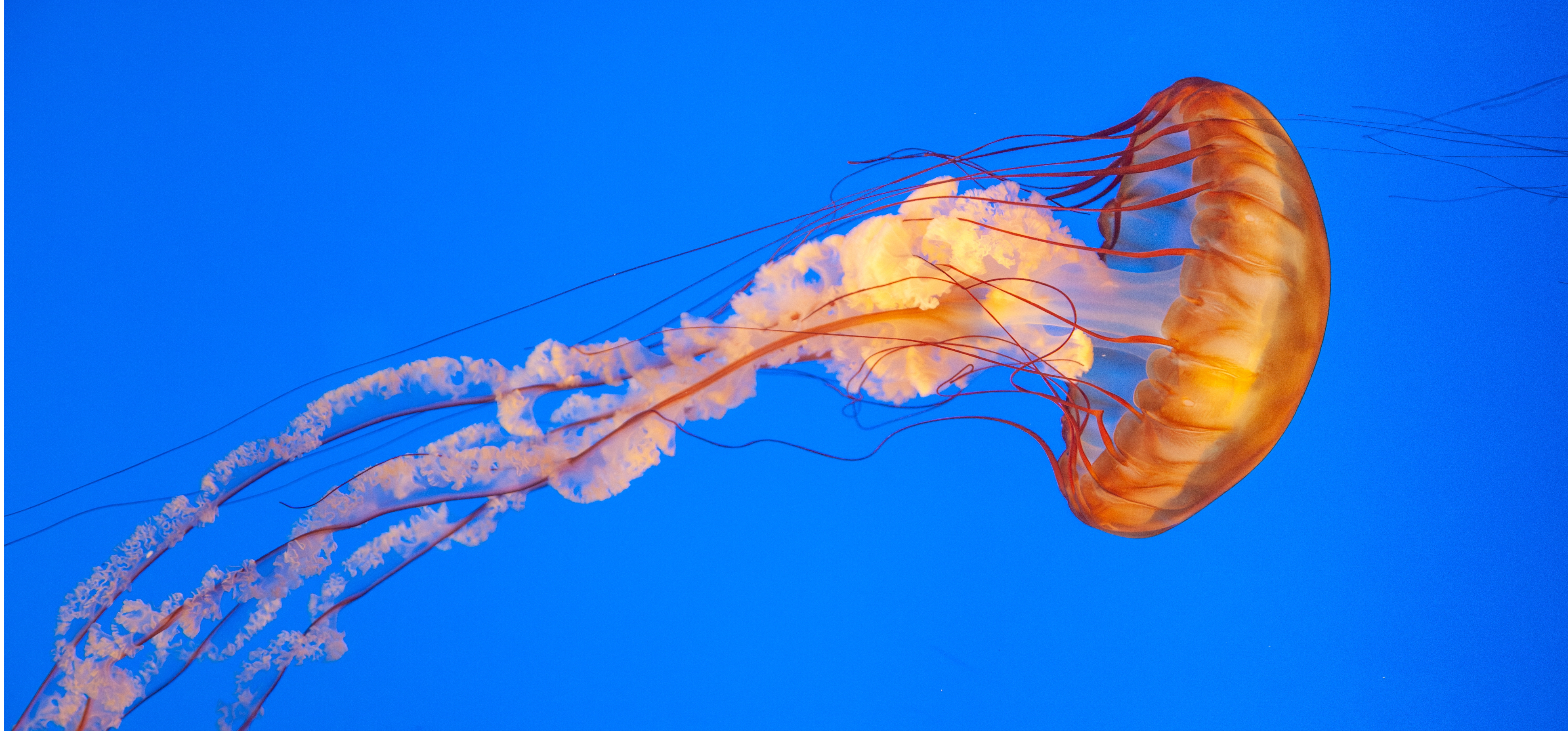 Jellyfish