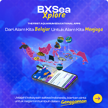 BXSea Explore App